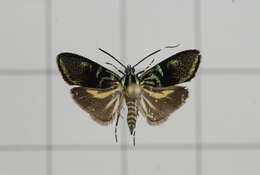 Image of Saptha divitiosa Walker 1864