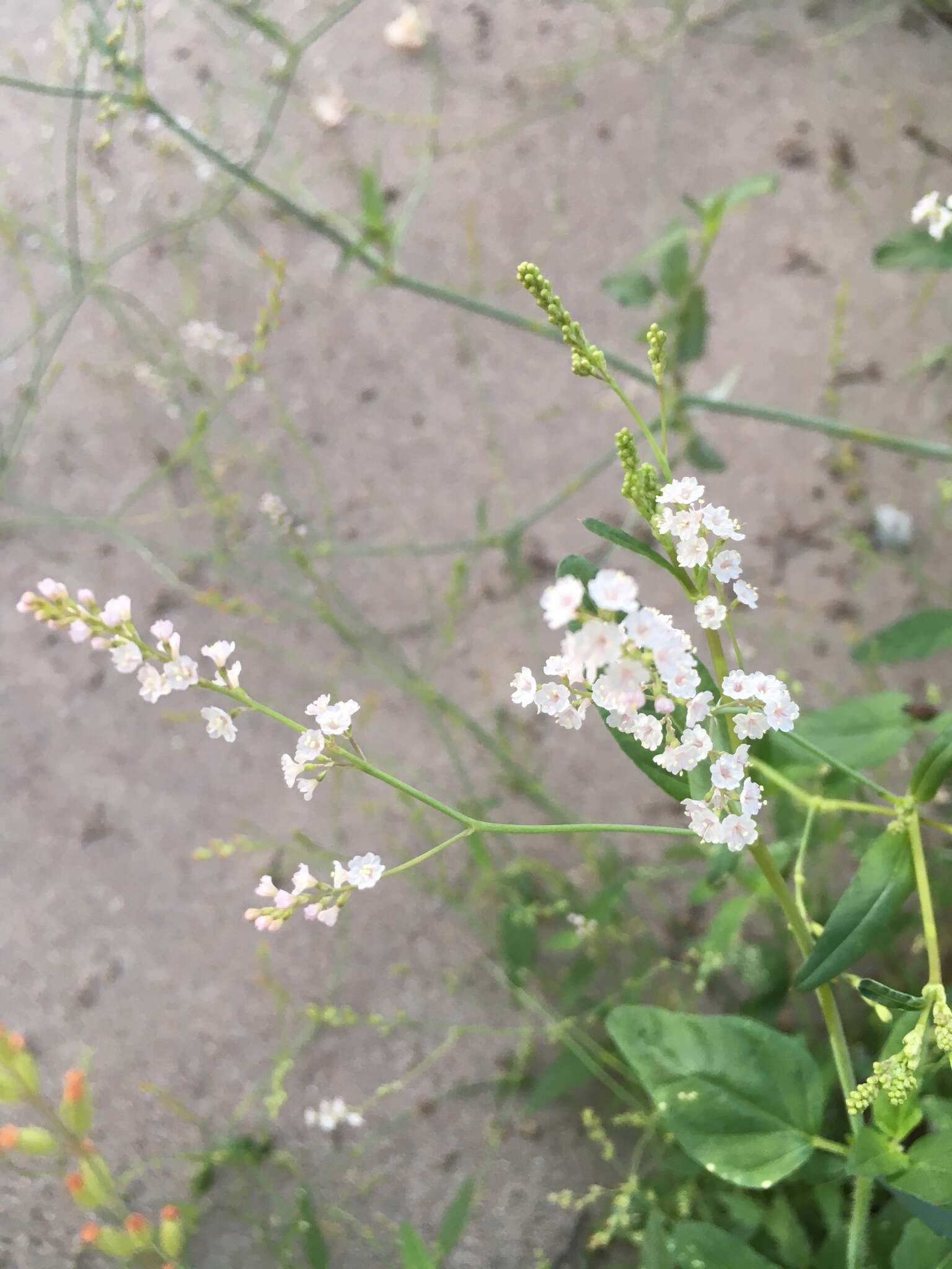 Imagem de Boerhavia coulteri (Hook. fil.) S. Wats.