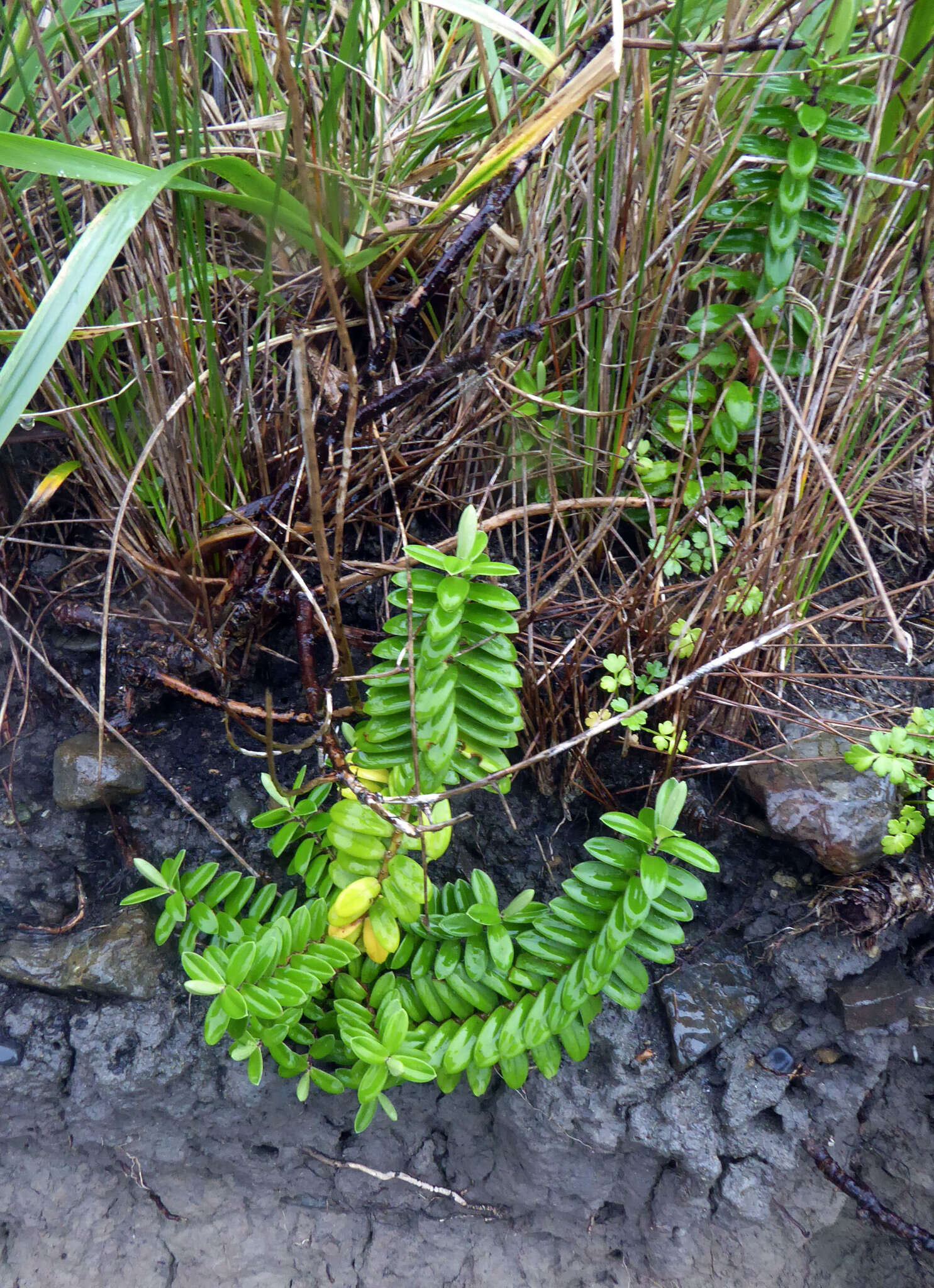 Image of Veronica elliptica G. Forster