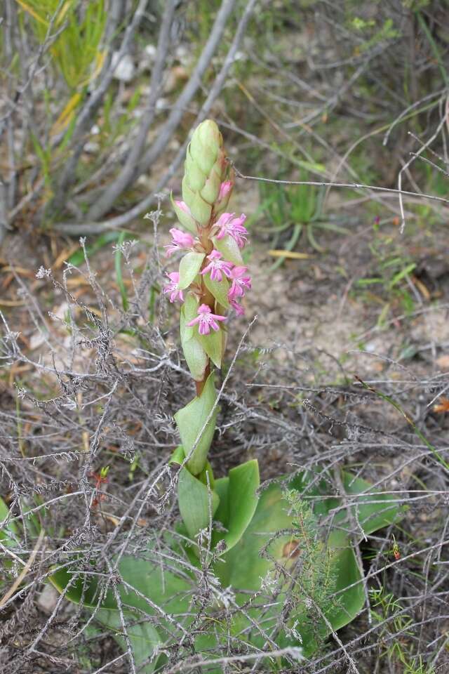 Image of Satyrium erectum Sw.