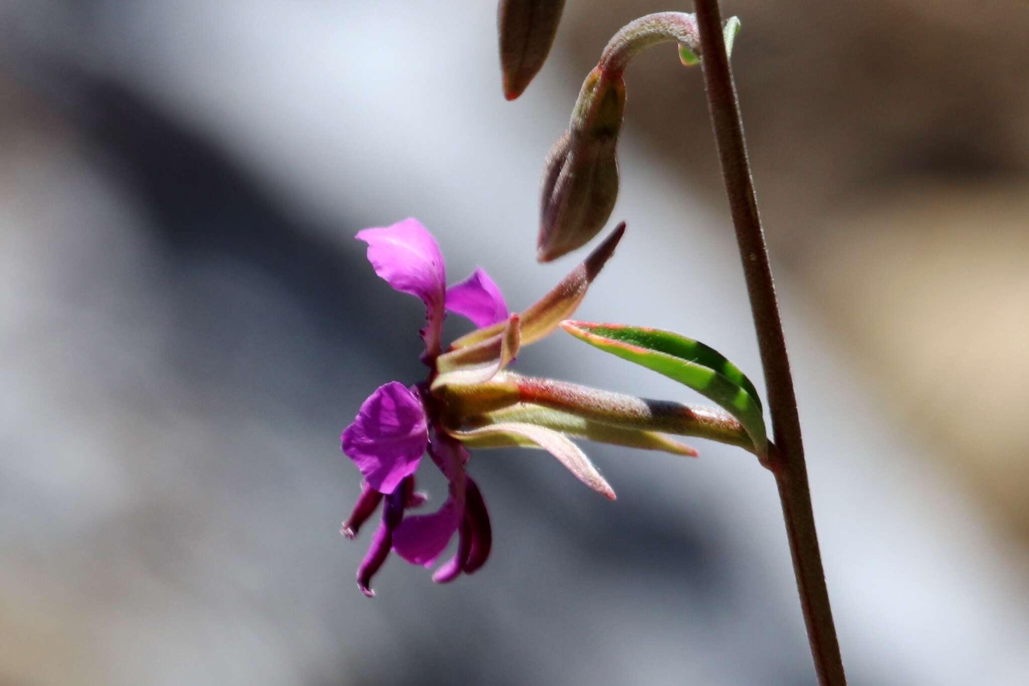 Plancia ëd Clarkia virgata Greene