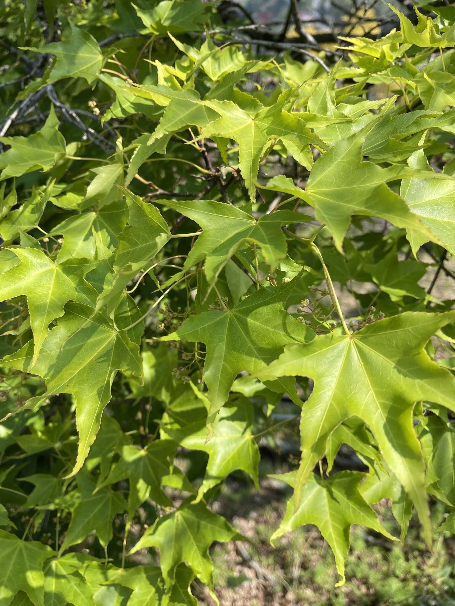 صورة Acer oliverianum subsp. formosanum (Koidz.) E. Murray