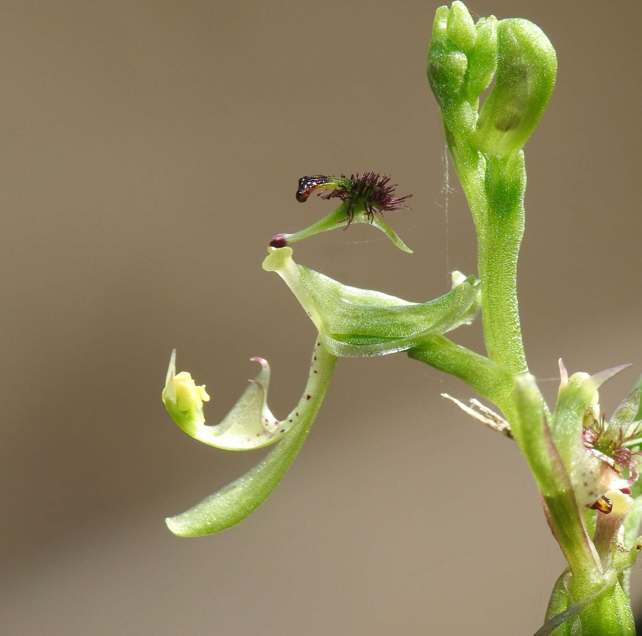 Plancia ëd Arthrochilus irritabilis F. Muell.