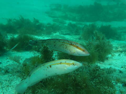 Image of King wrasse