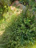 Image of sagebrush combseed