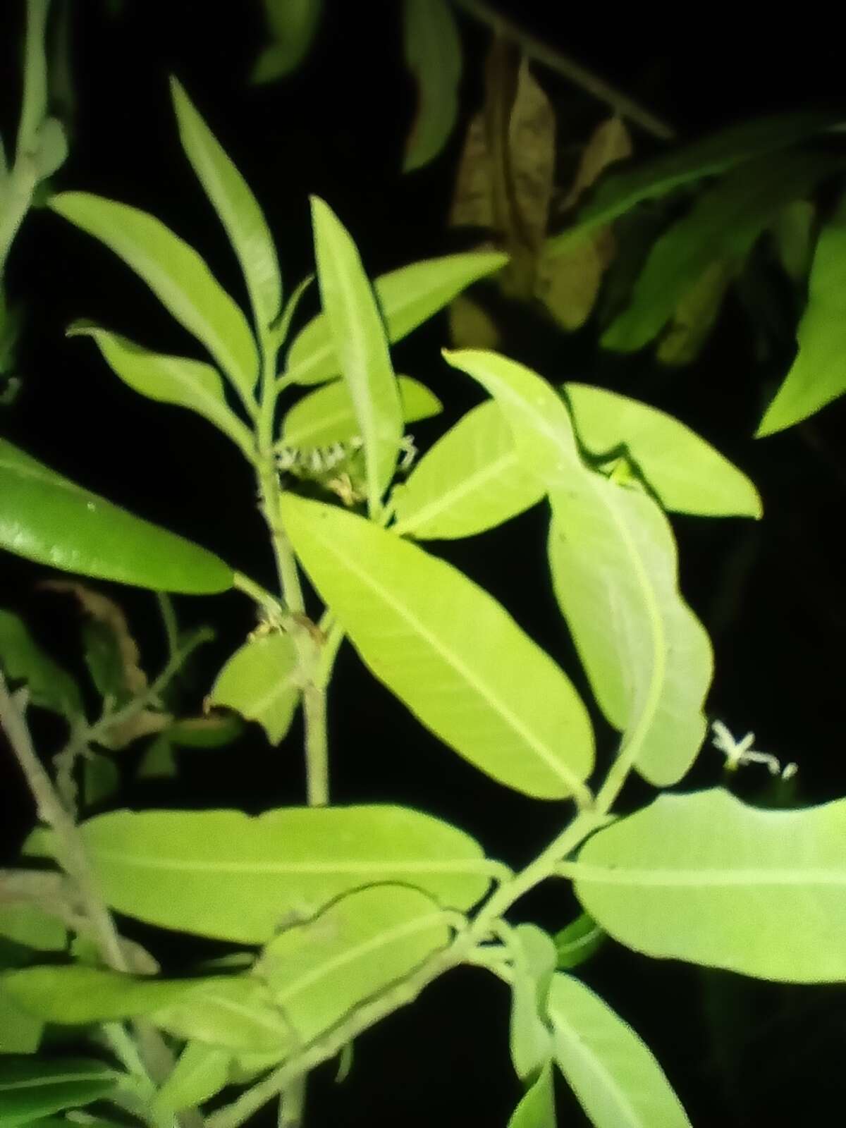 Image of Vallesia conzattii Standl.