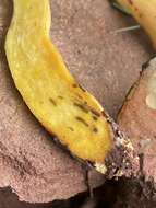 Rheubarbariboletus persicolor (H. Engel, Klofac, H. Grünert & R. Grünert) Vizzini, Simonini & Gelardi 2015的圖片