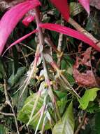 Image of Billbergia decora Poepp. & Endl.