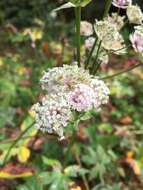 Imagem de Astrantia major subsp. major