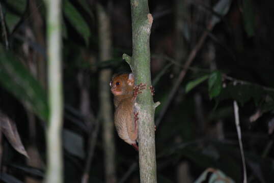 Image of Bornean tarsier