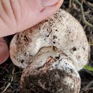 Image of Agaricus pattersoniae Peck 1907