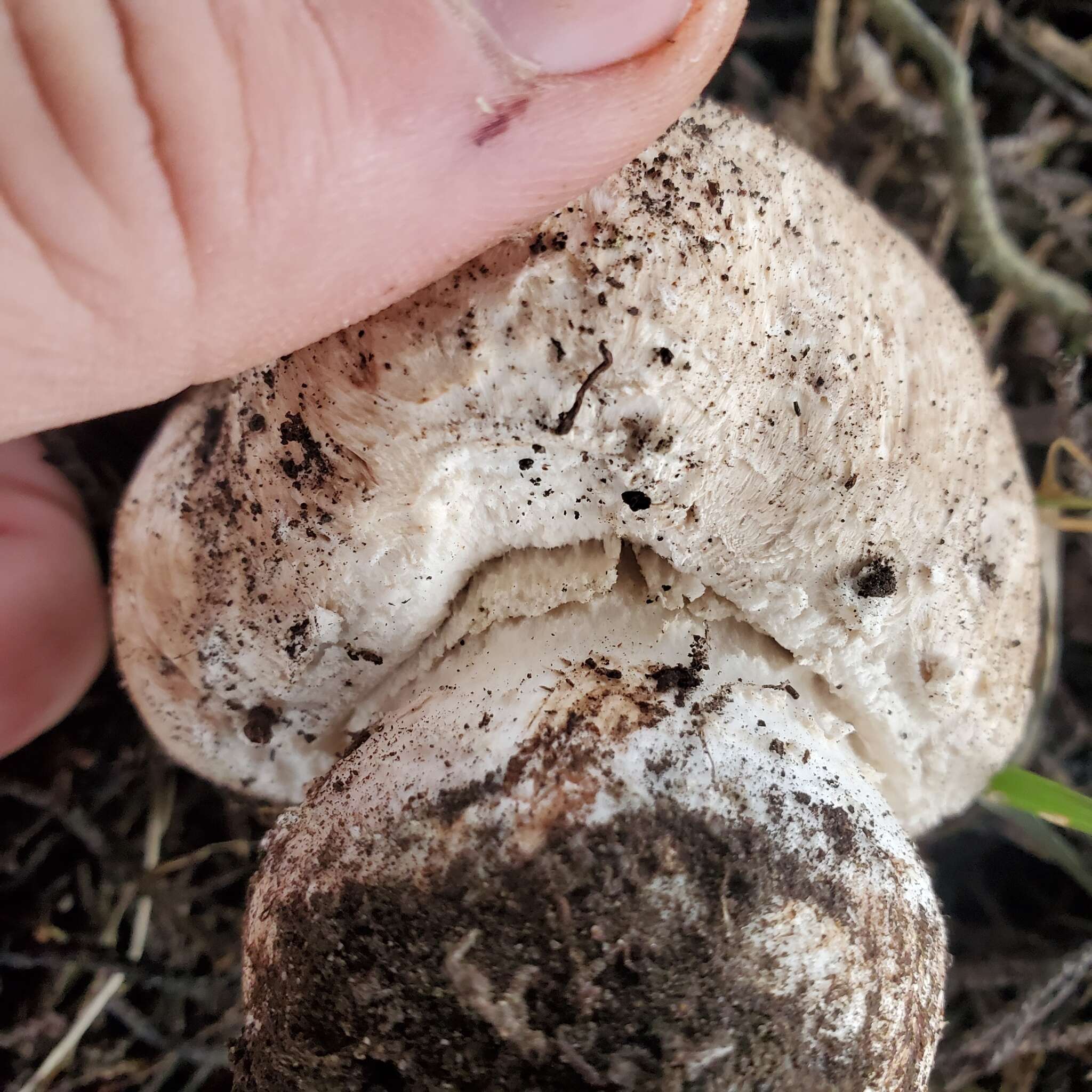 Image of Agaricus pattersoniae Peck 1907