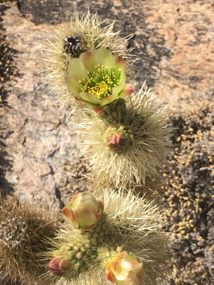 Image of teddybear cholla