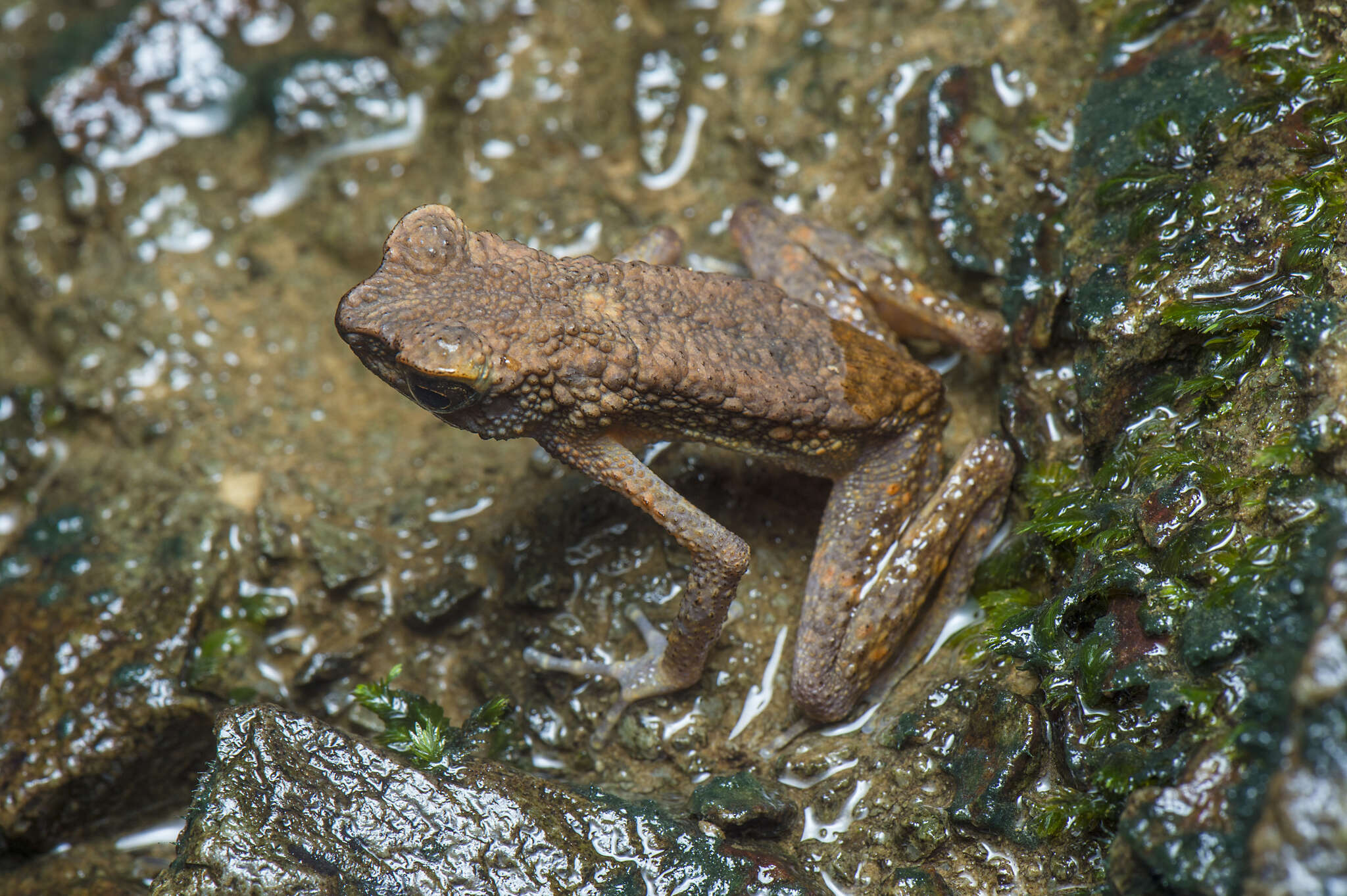 Image of Ansonia leptopus (Günther 1872)