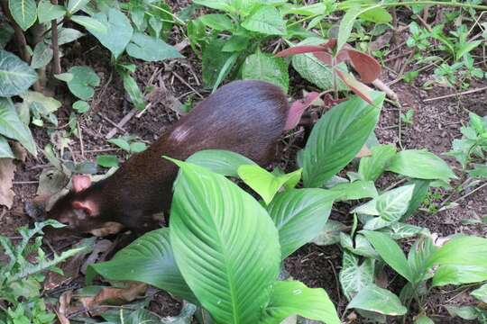 Image of Brazilian Agouti