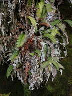 Austroblechnum durum (T. Moore) Gasper & V. A. O. Dittrich的圖片