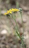 Image of Jepson's woolly sunflower