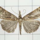 Image of Hypena lignealis Walker 1866