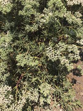 Image of Santa Cruz Island buckwheat