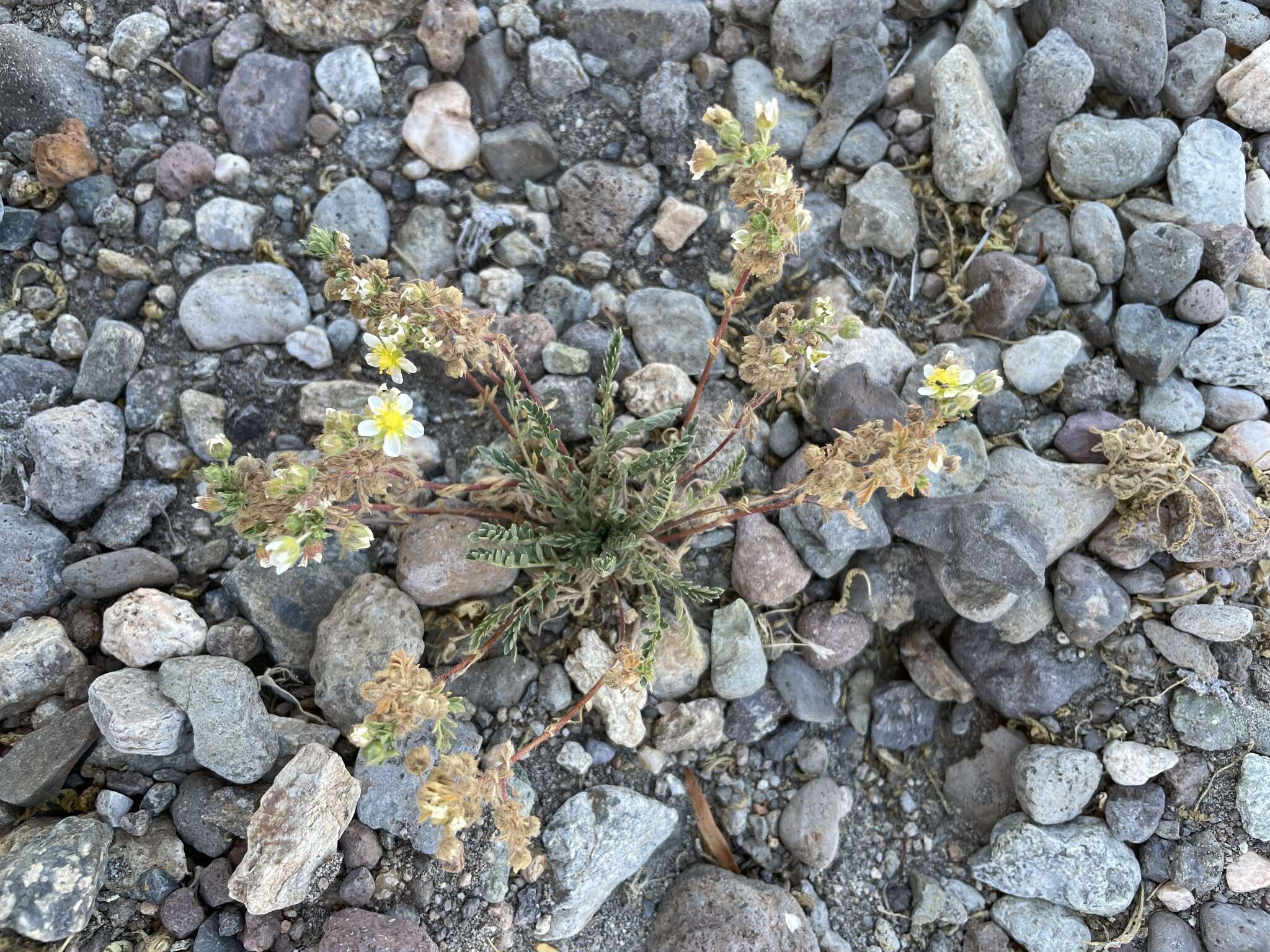 Potentilla newberryi A. Gray的圖片