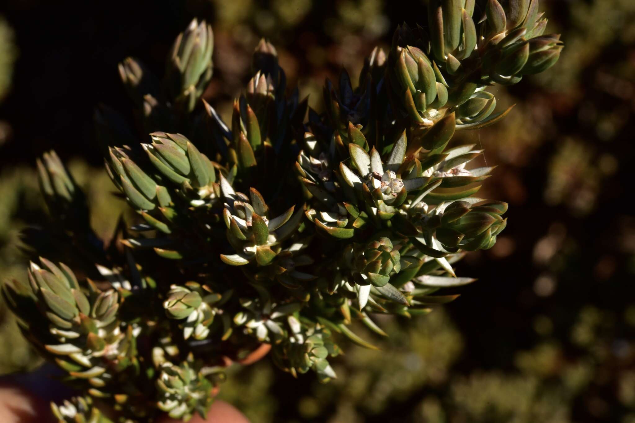 Plancia ëd Juniperus communis var. kelleyi R. P. Adams