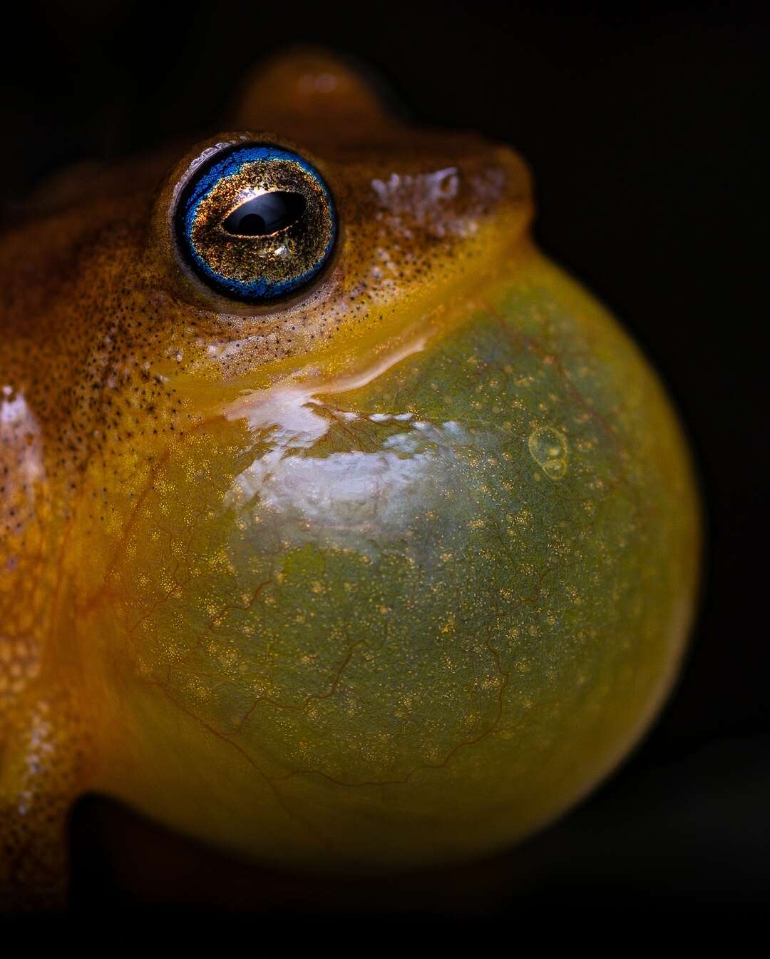 Image of Coorg Yellow Bush Frog