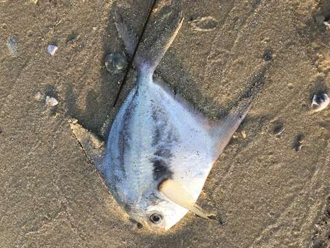 Image of American Harvestfish