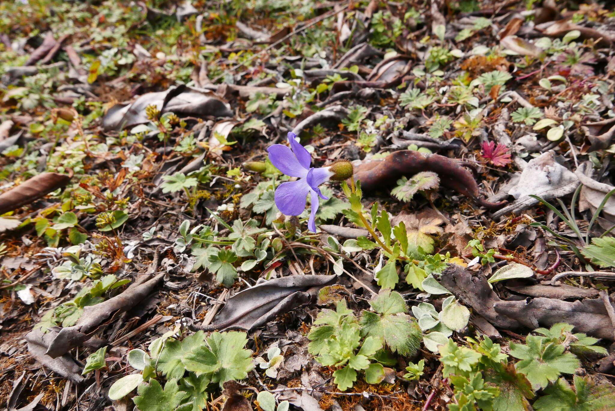 Image of Cyananthus lobatus Wall. ex Benth.