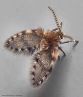 Image of Brunettia alternata Satchell 1958