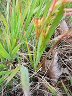 Image of Ixia paniculata D. Delaroche