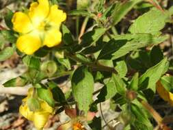 Imagem de Ludwigia leptocarpa (Nutt.) Hara