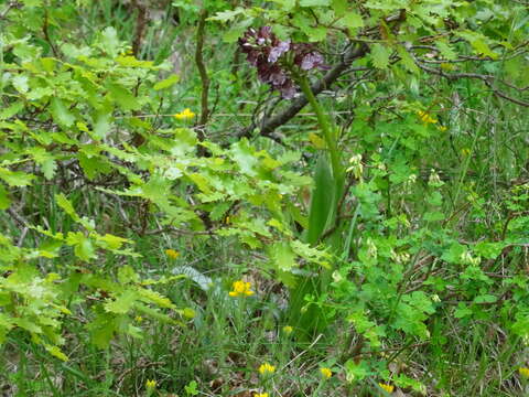 صورة Orchis purpurea subsp. purpurea