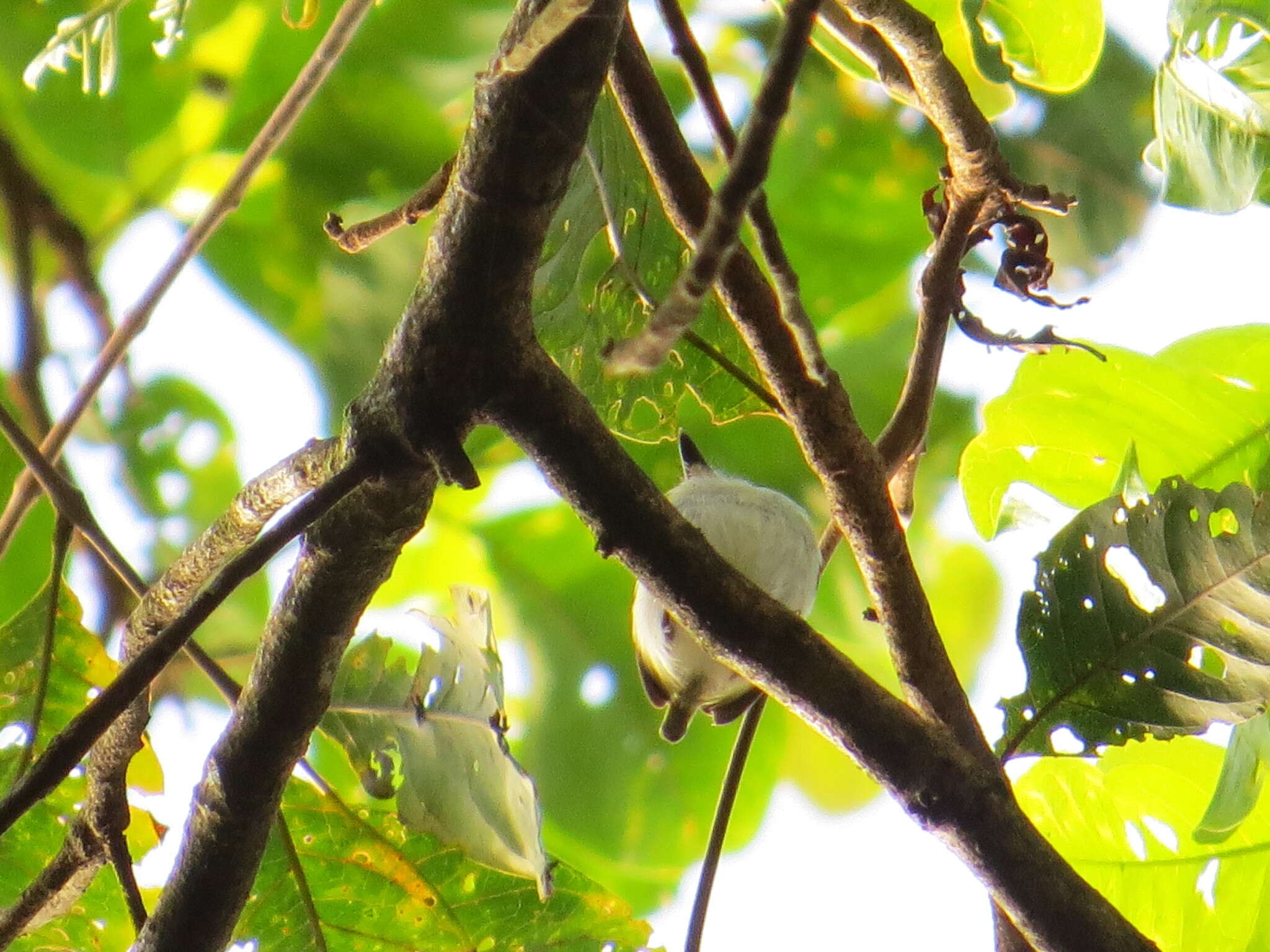 Image of Short-tailed Pygmy Tyrant