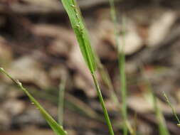 Image of spreading panicgrass