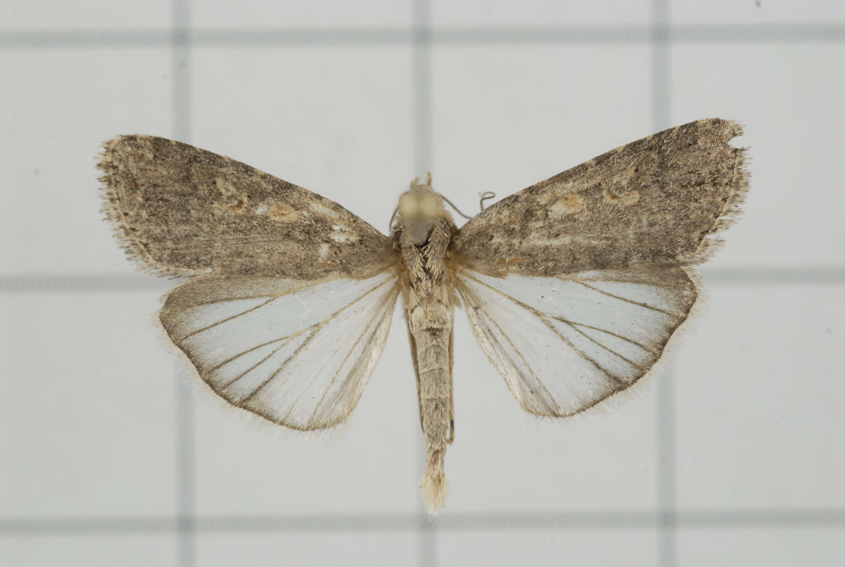 Image of beet armyworm