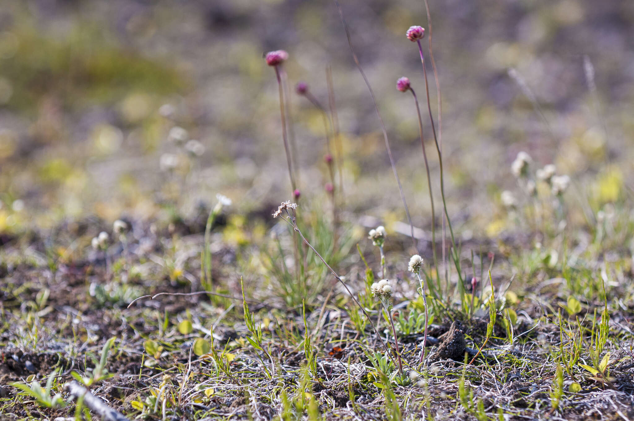 Antennaria friesiana (Trautv.) Ekman resmi