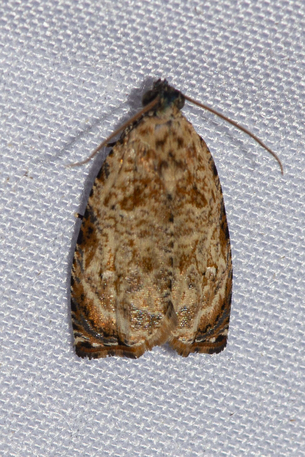 Image de Sycacantha inopinata Diakonoff 1973