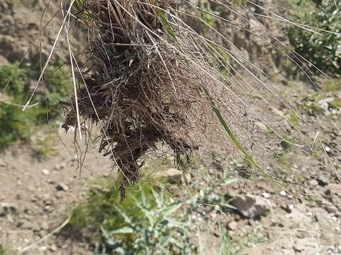 Imagem de Stipa conferta Poir.