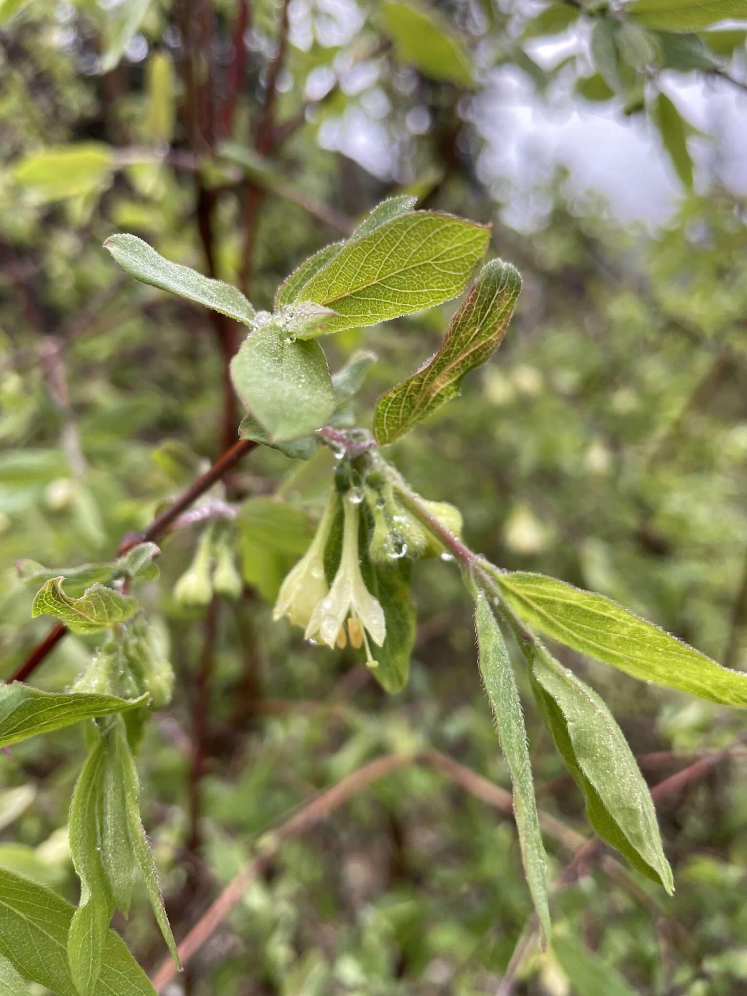 Image of Lonicera caerulea subsp. stenantha (Pojark.) Hultén ex A. K. Skvortsov