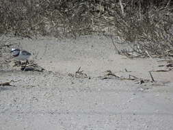 Image of Chestnut-banded Plover