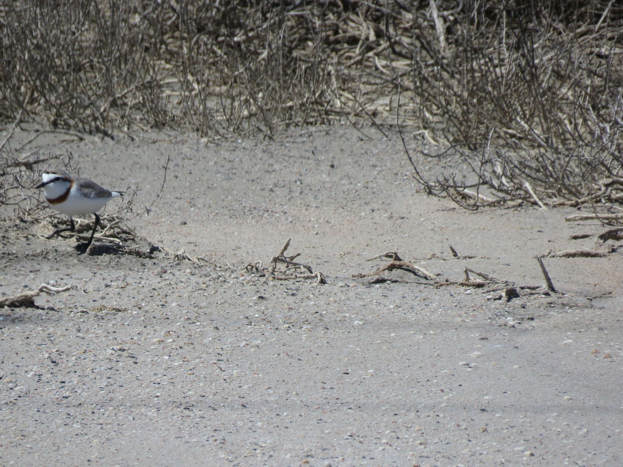 Image of Chestnut-banded Plover