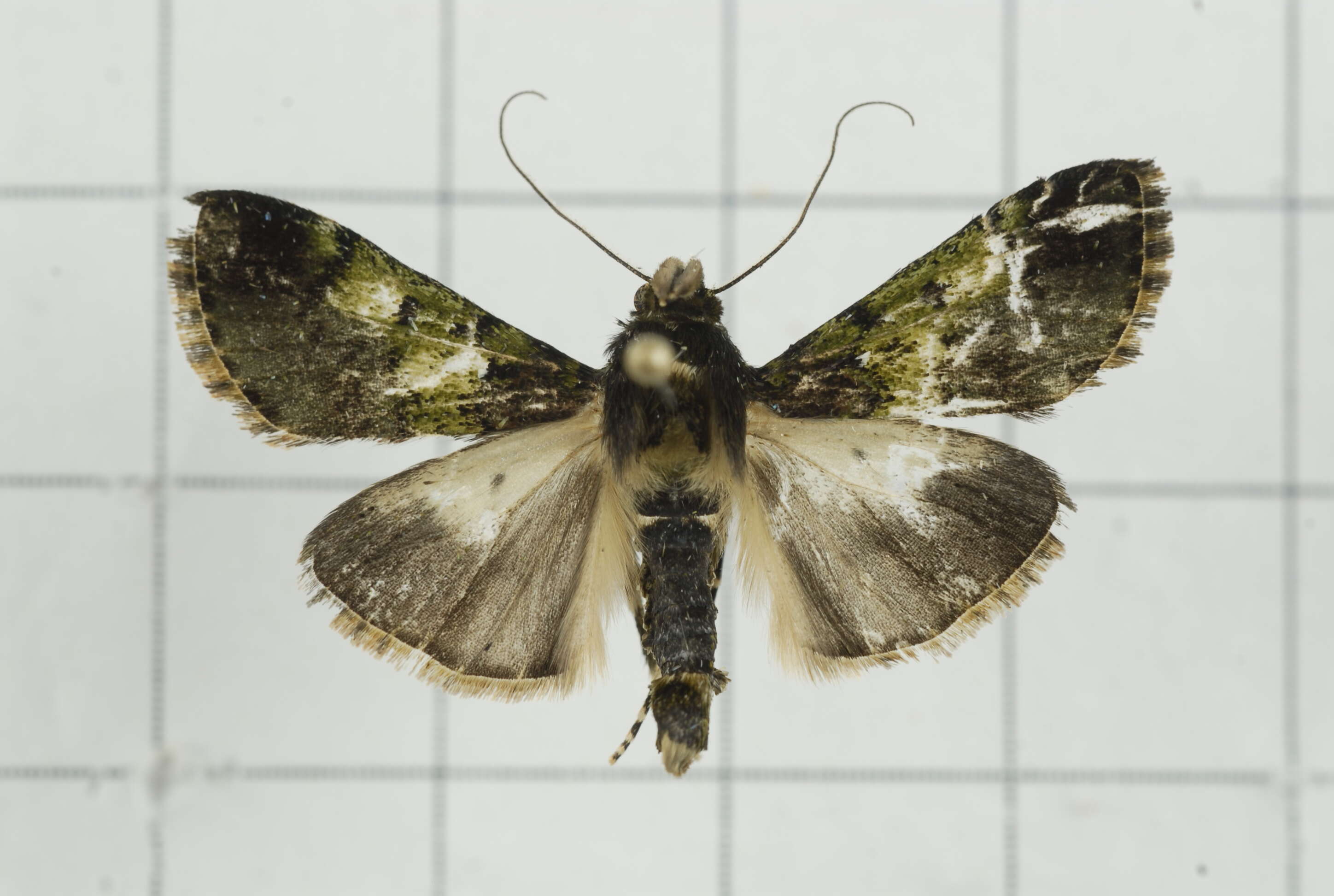 Image of Teliphasa nubilosa Moore