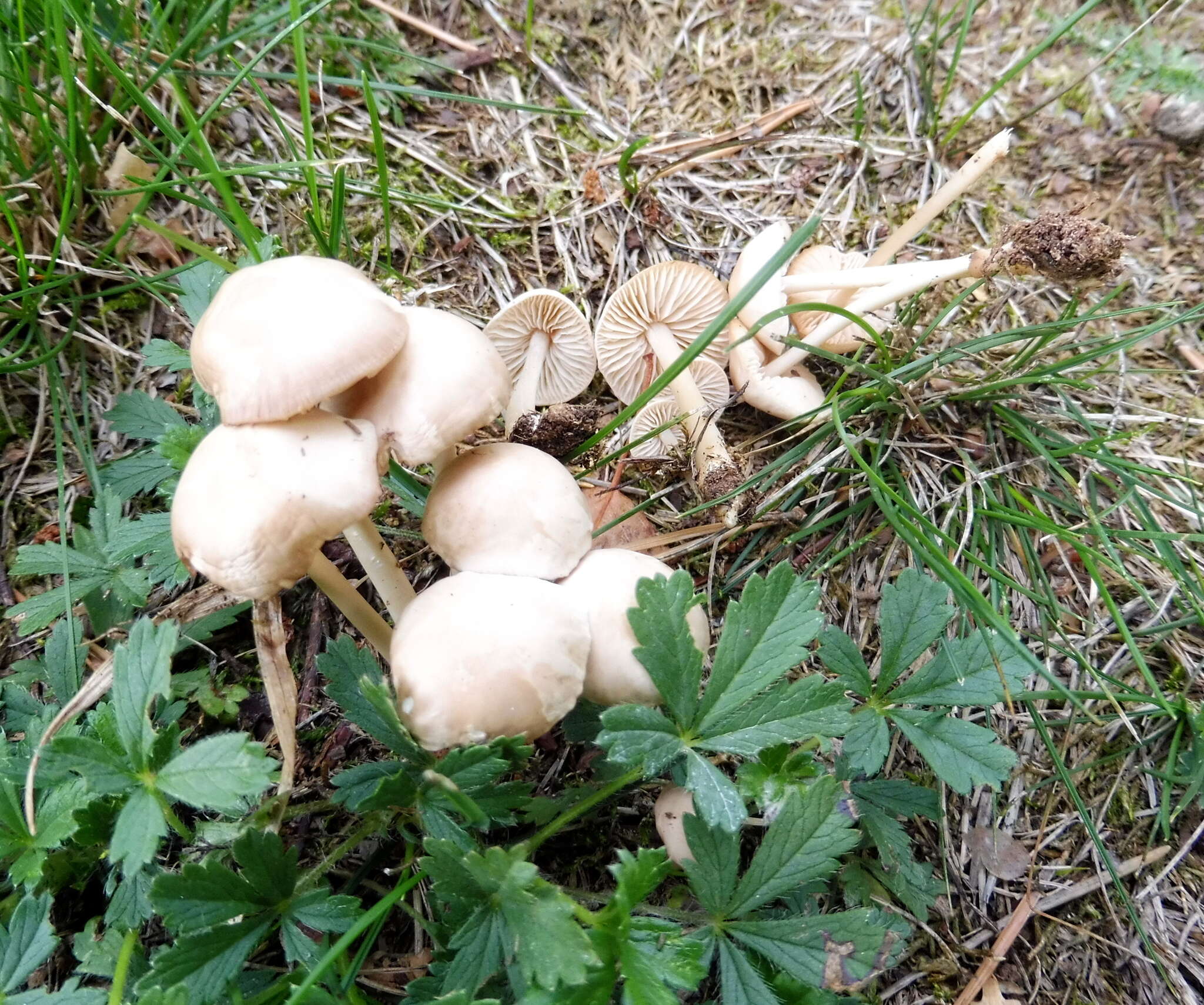 Image of Marasmius collinus (Scop.) Singer 1942