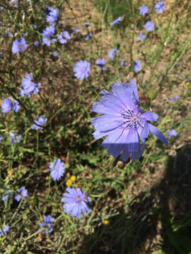 Image of chicory