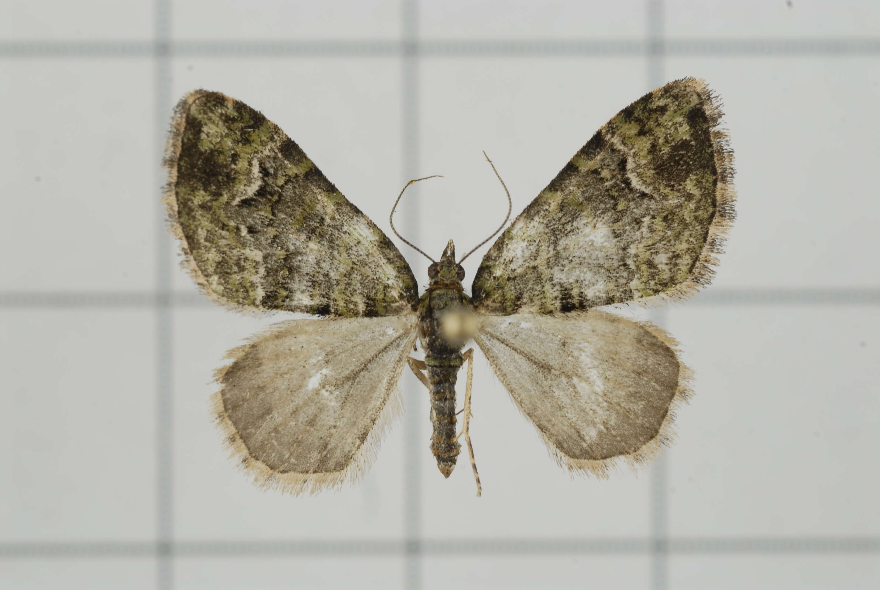 Image of Apithecia viridata Moore 1868