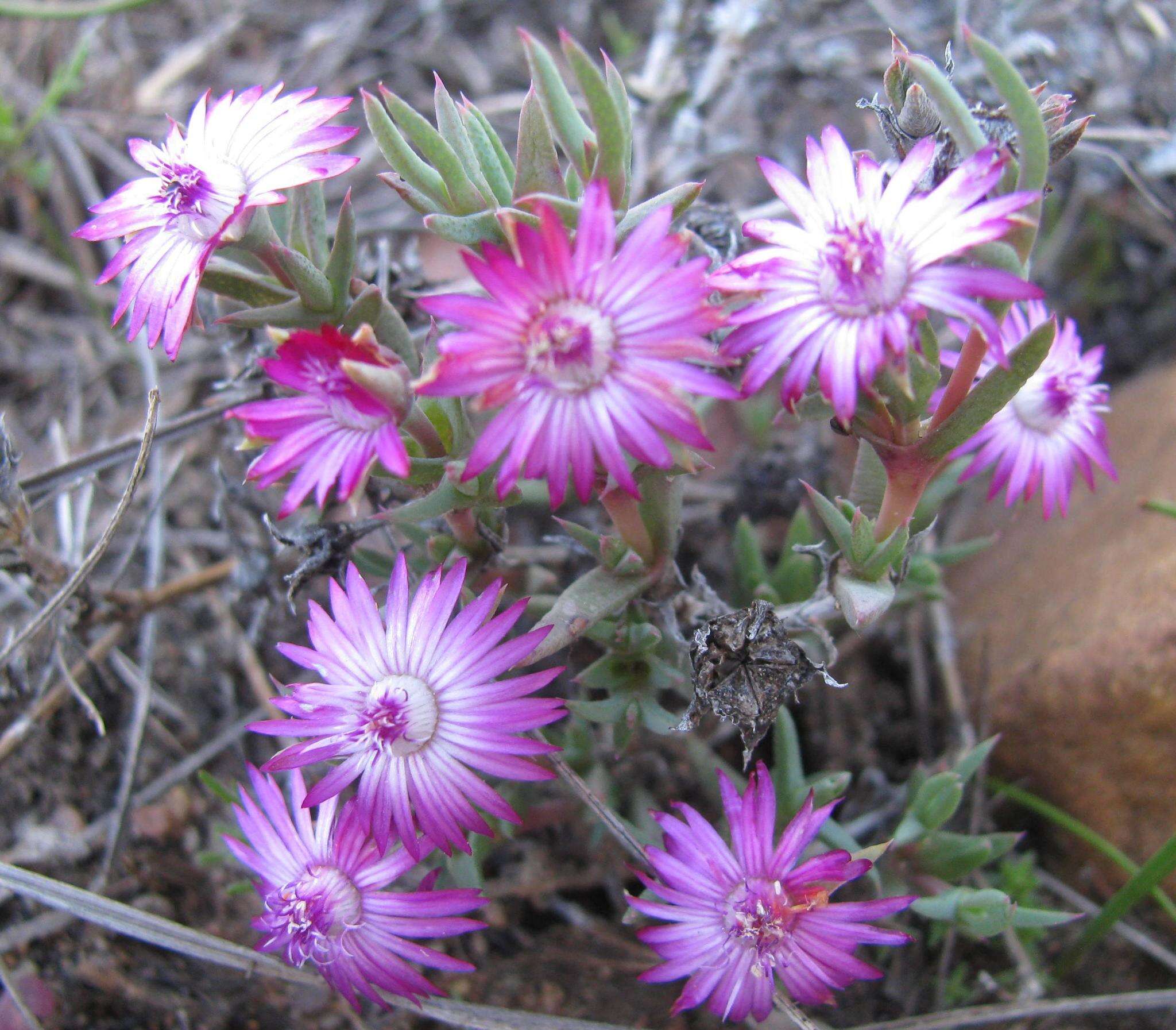 Image of Antimima leipoldtii (L. Bol.) H. E. K. Hartmann