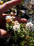 Image of Veronica pinguifolia Hook. fil.