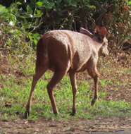 Image of Natal Duiker