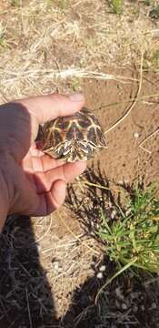 Image of Serrated Tortoise