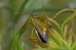 Image of Piezodorus lituratus (Fabricius 1794)